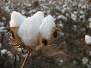 Cotton_field_kv16