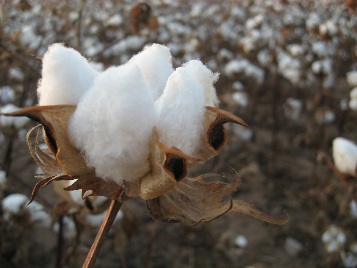 How Is Cotton Biodegradable and Why Is That Good?