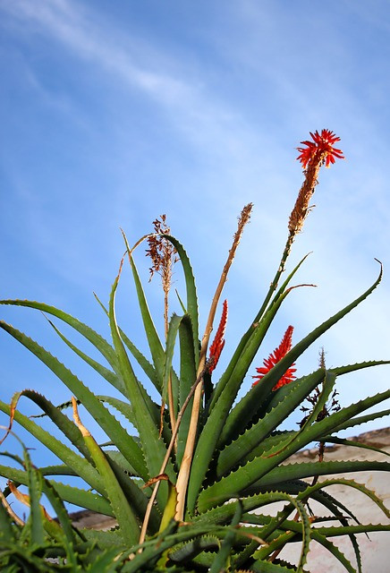 Aloe Vera Cactus