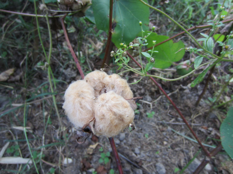 cotton-brown-openboll-1024x768